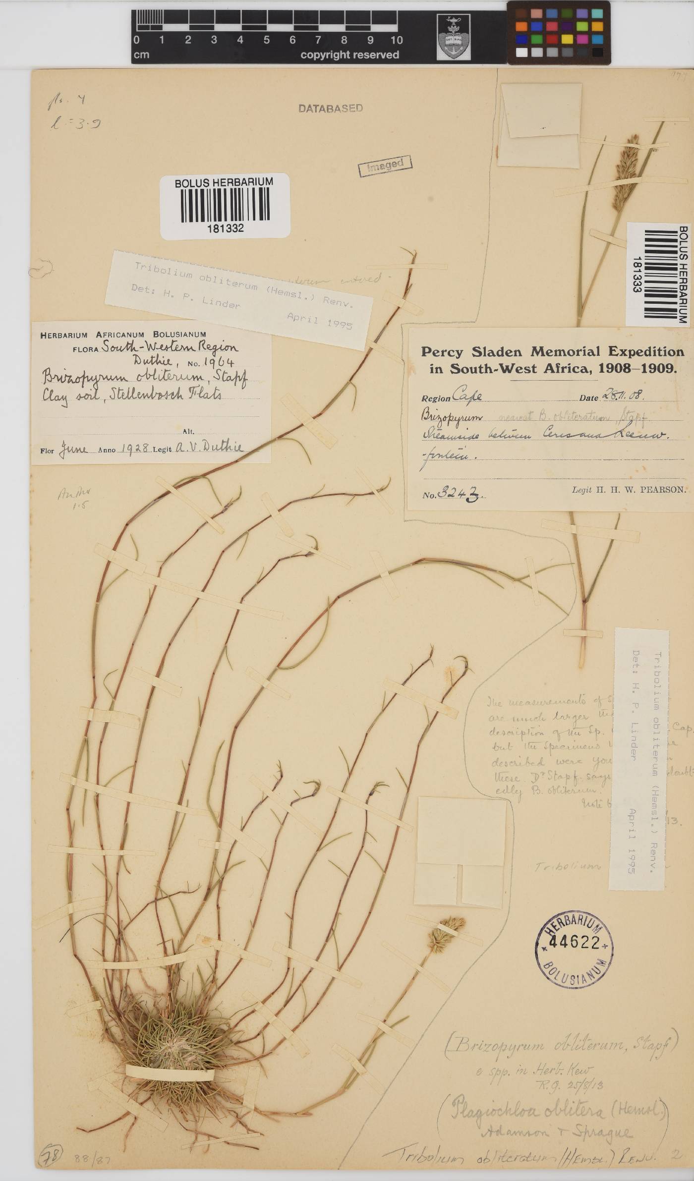 Tribolium obliterum image