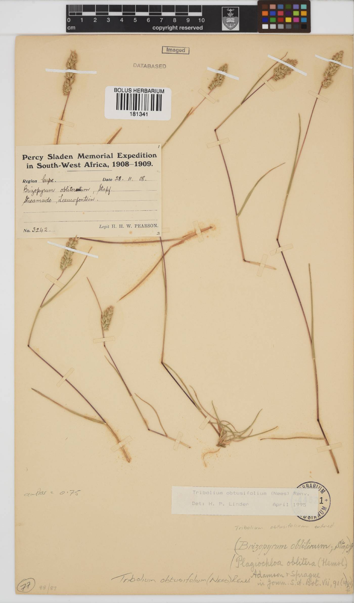 Tribolium obtusifolium image