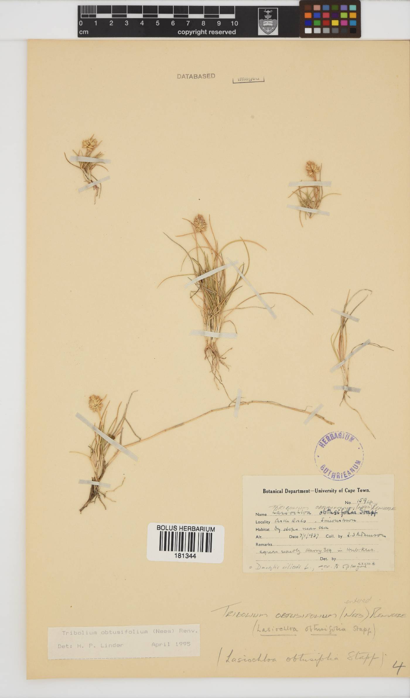 Tribolium obtusifolium image