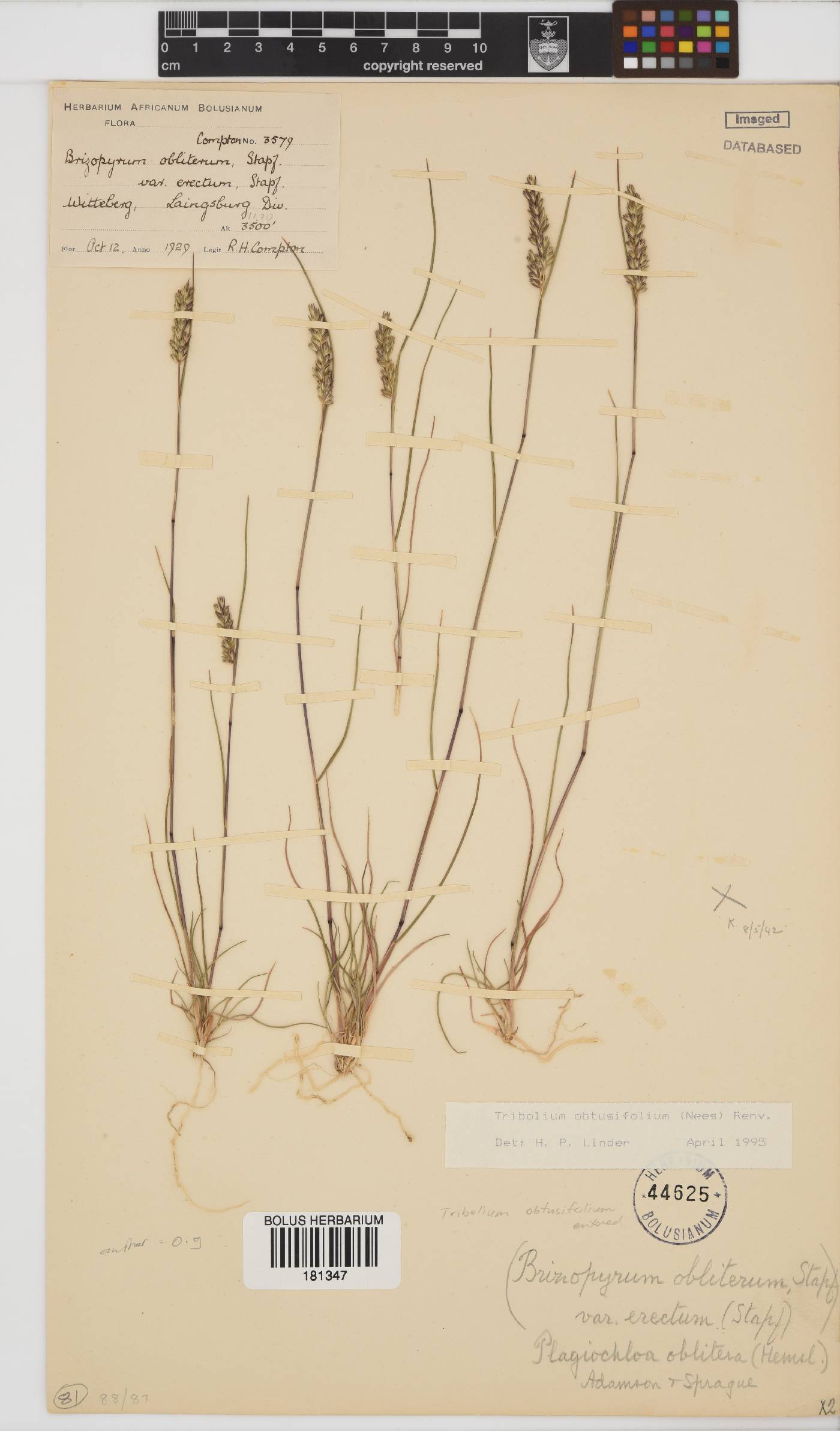 Tribolium obtusifolium image