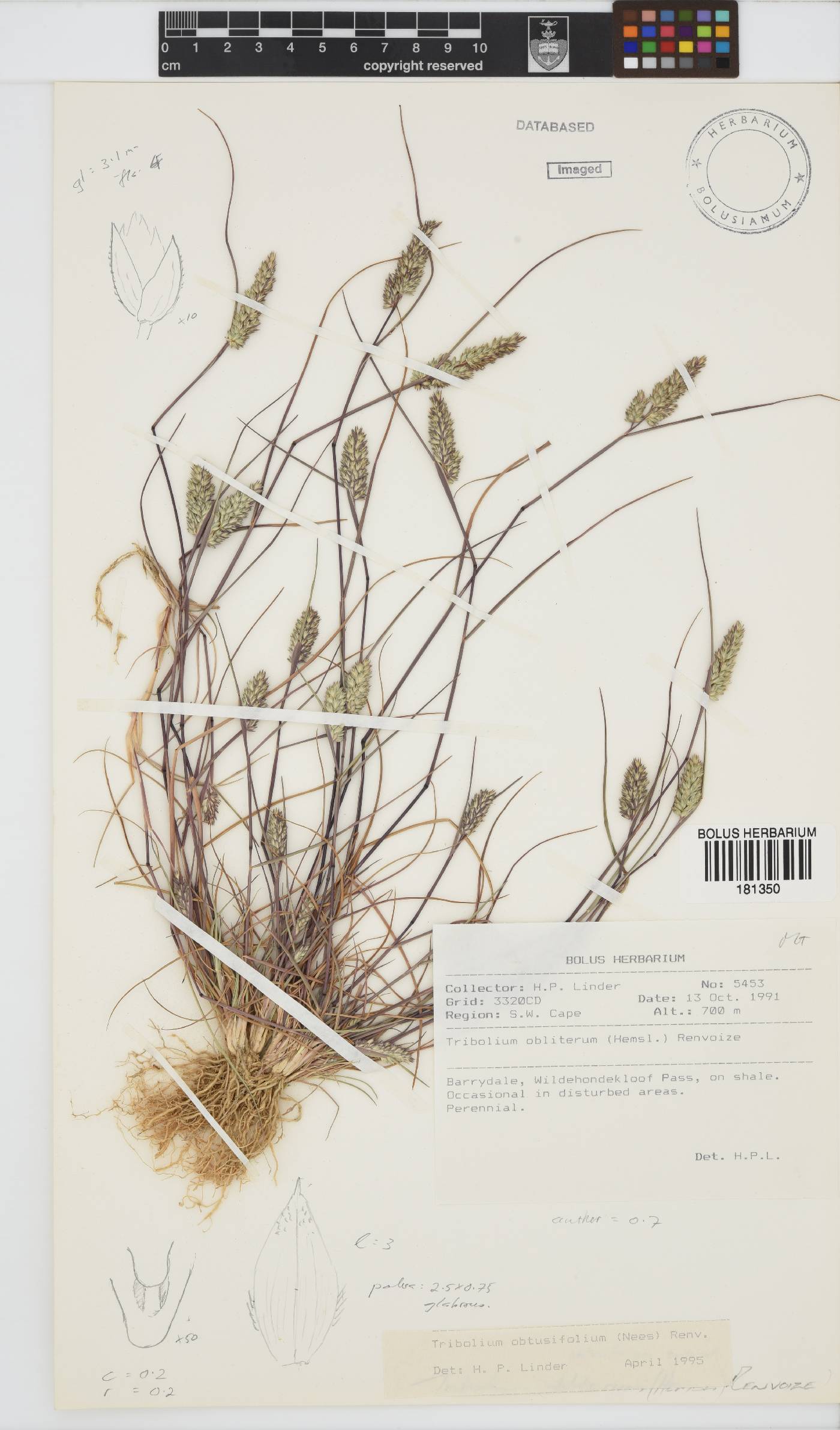 Tribolium obtusifolium image