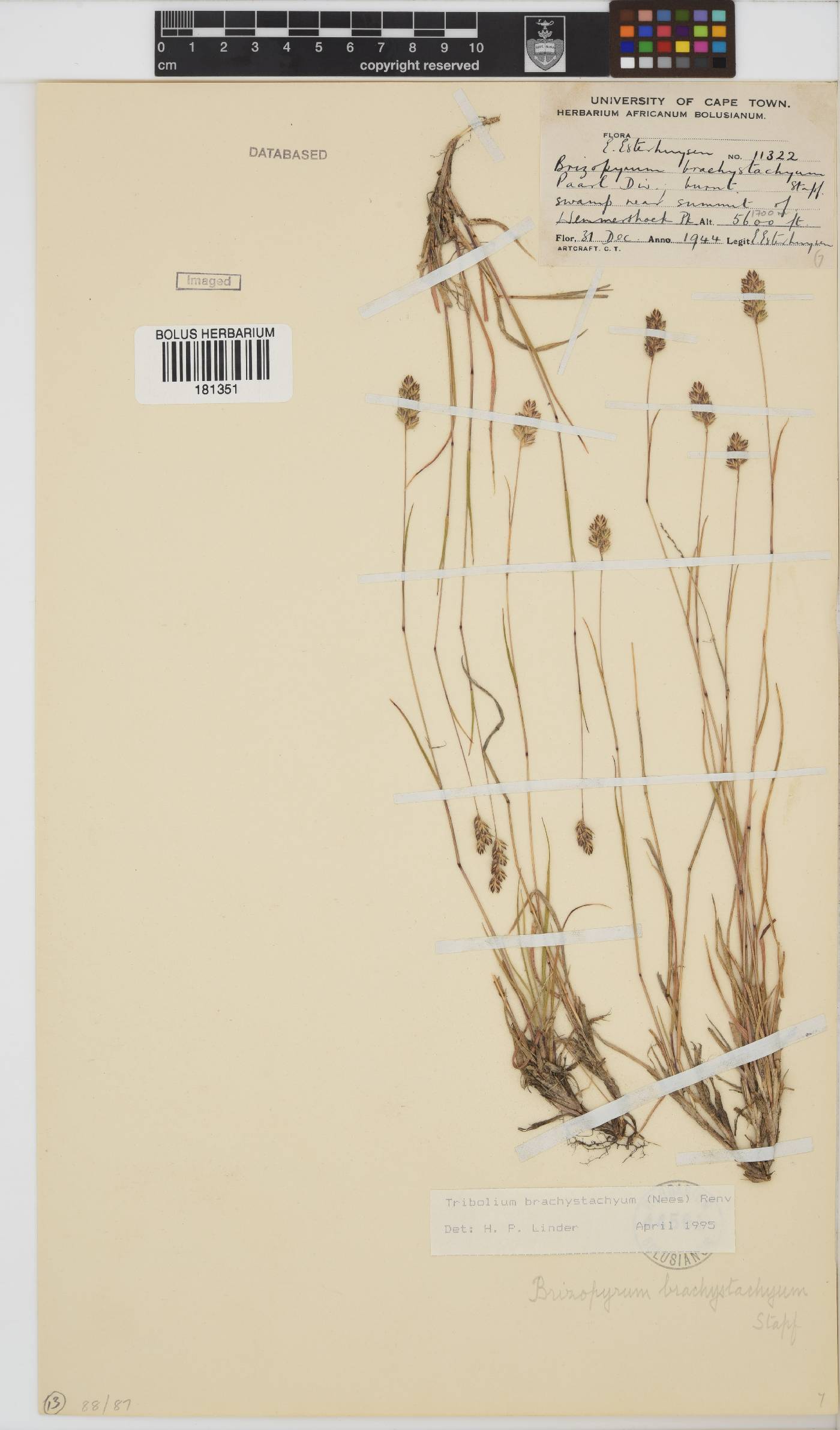 Tribolium brachystachyum image