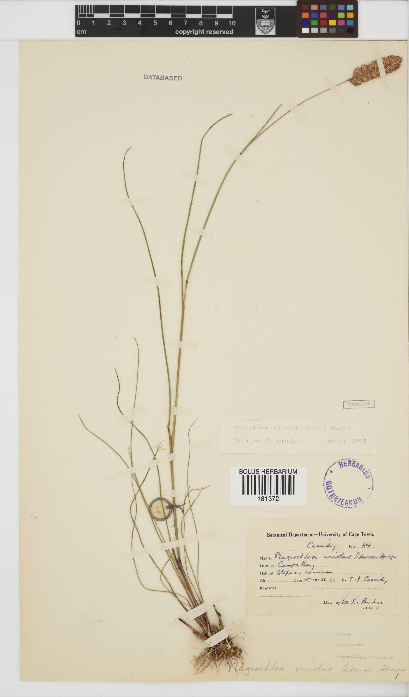 Tribolium uniolae image