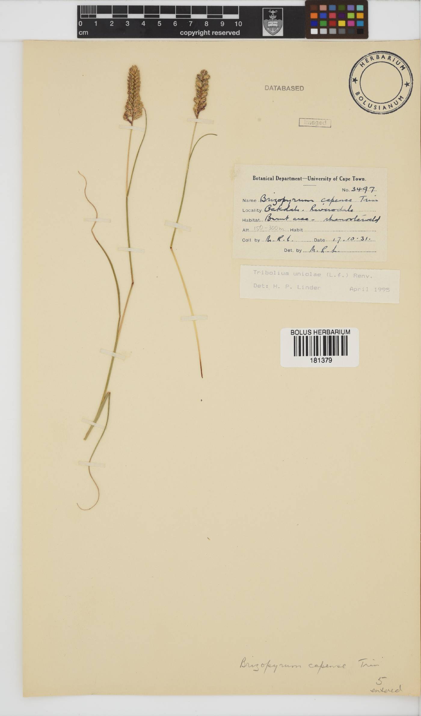 Tribolium uniolae image