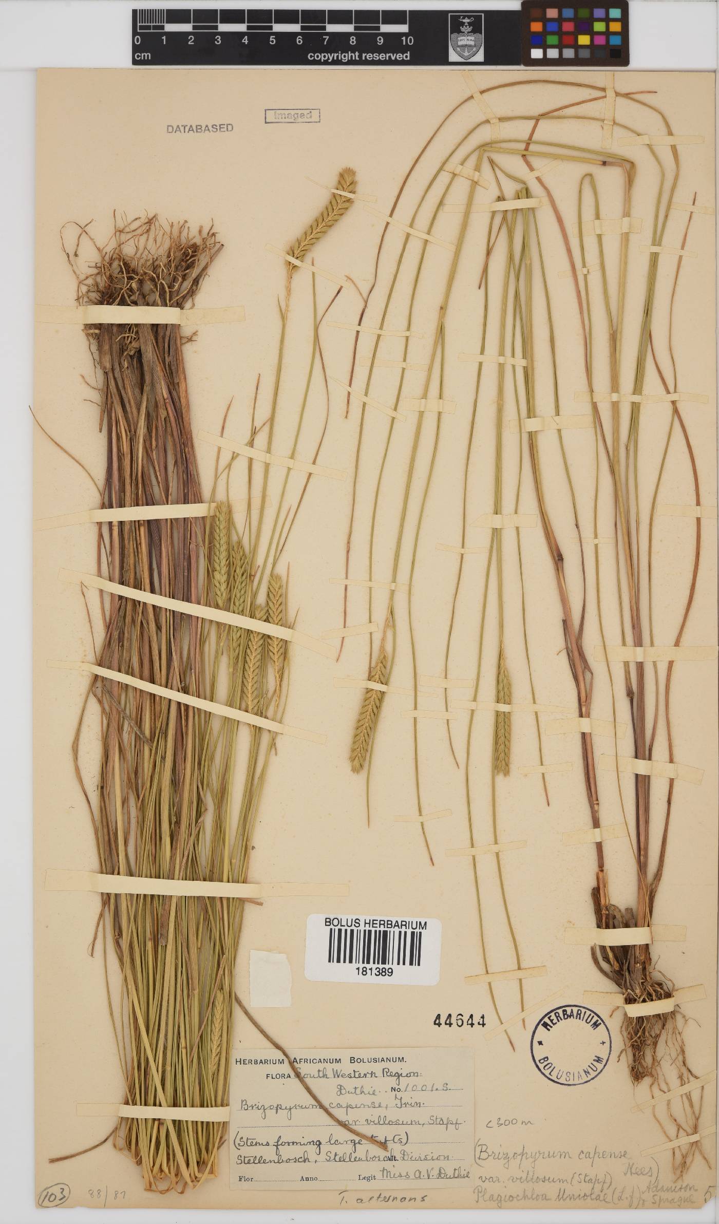 Tribolium uniolae image