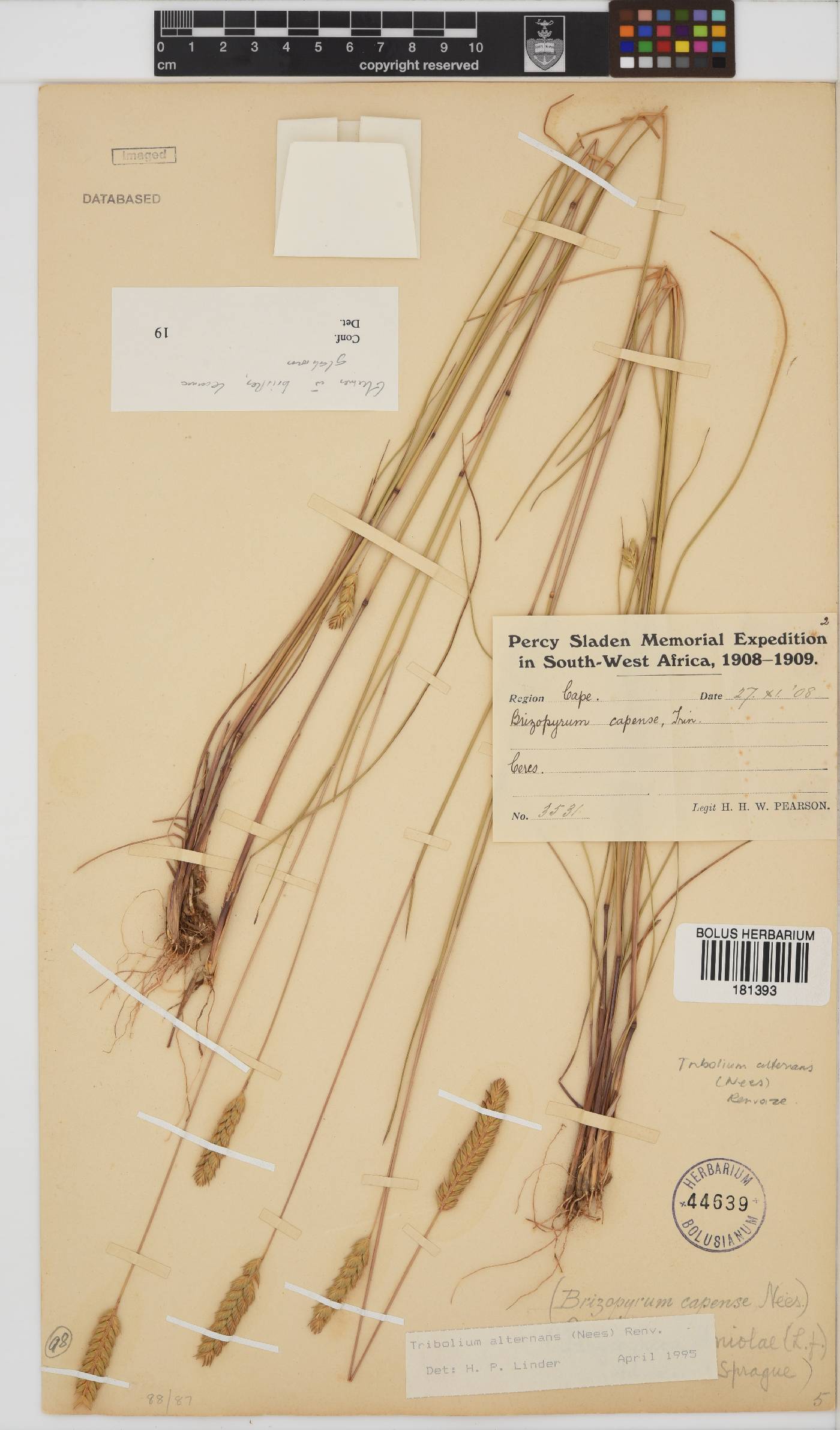 Tribolium uniolae image