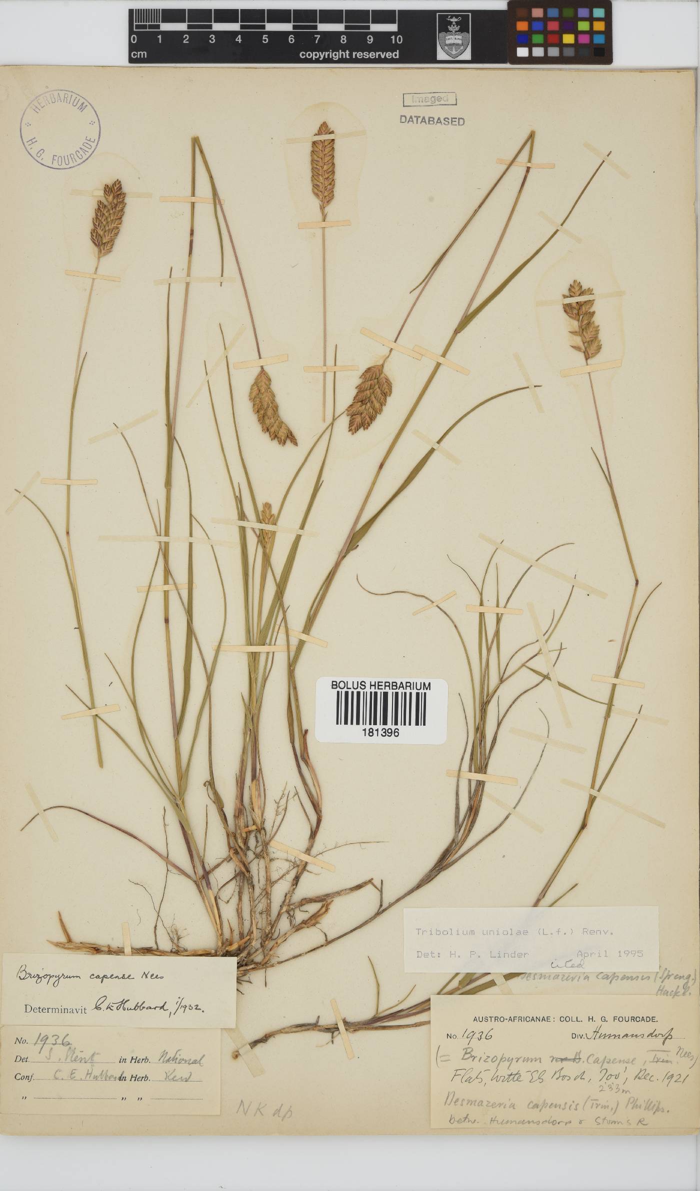 Tribolium uniolae image