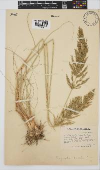 Eragrostis curvula image