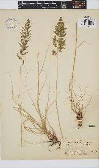 Eragrostis curvula image