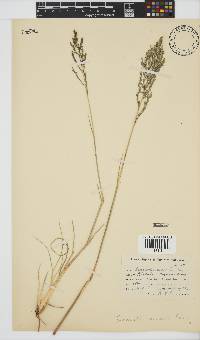 Eragrostis curvula image