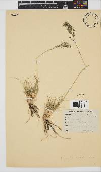 Eragrostis curvula image