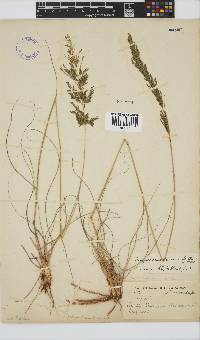 Eragrostis curvula image