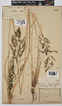 Eragrostis curvula image