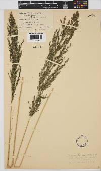 Eragrostis curvula image