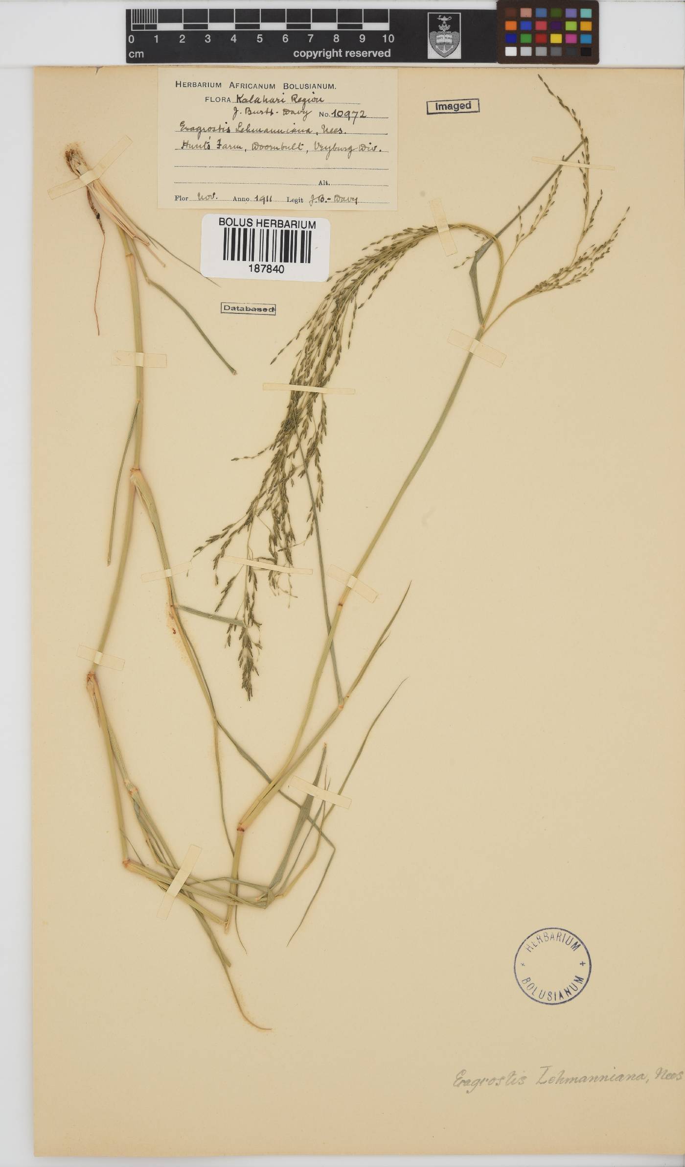 Eragrostis lehmanniana image
