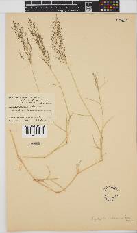 Eragrostis lehmanniana image