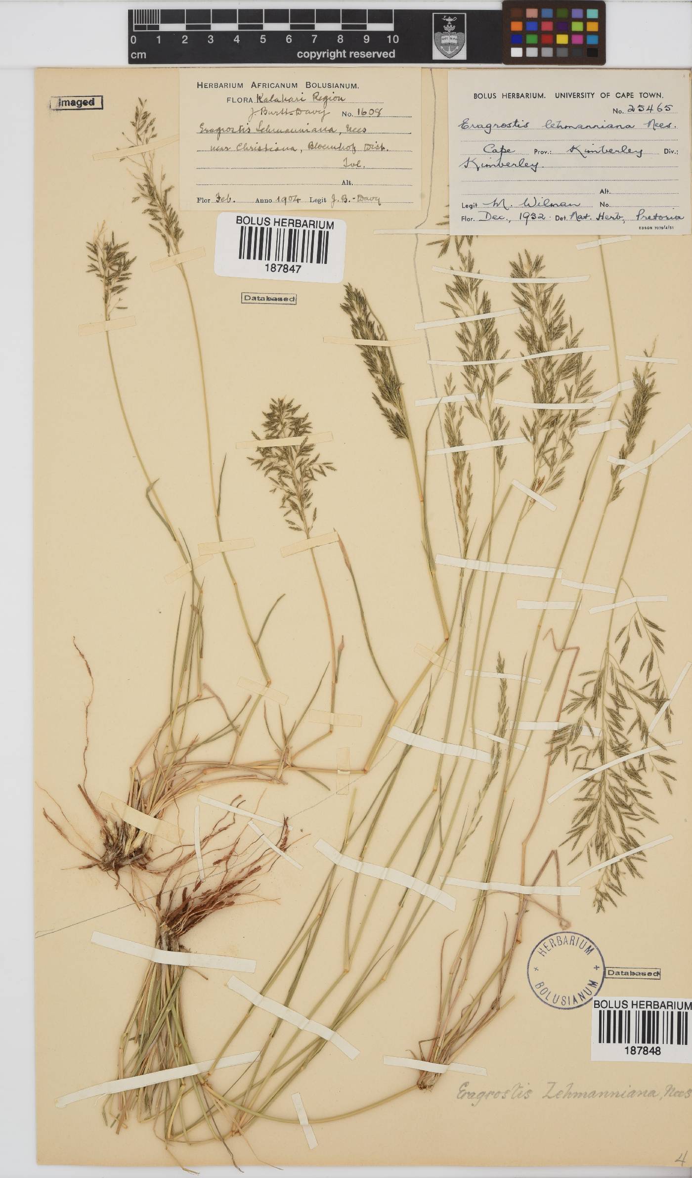Eragrostis lehmanniana image