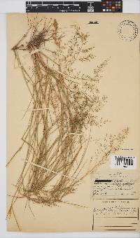 Eragrostis lehmanniana image