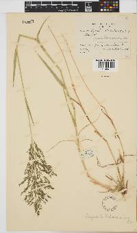 Eragrostis lehmanniana image