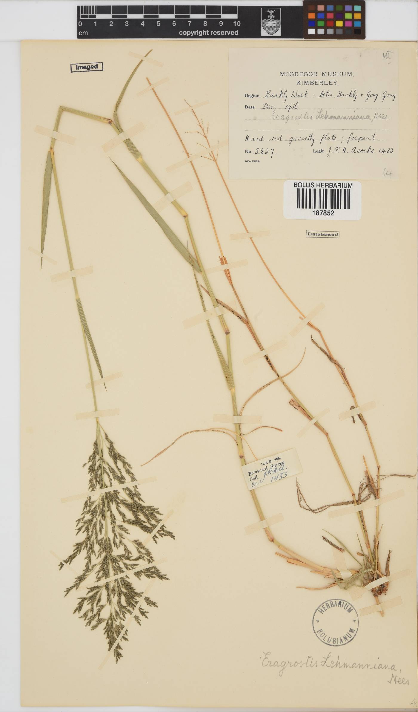 Eragrostis lehmanniana image