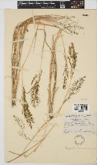 Eragrostis lehmanniana image