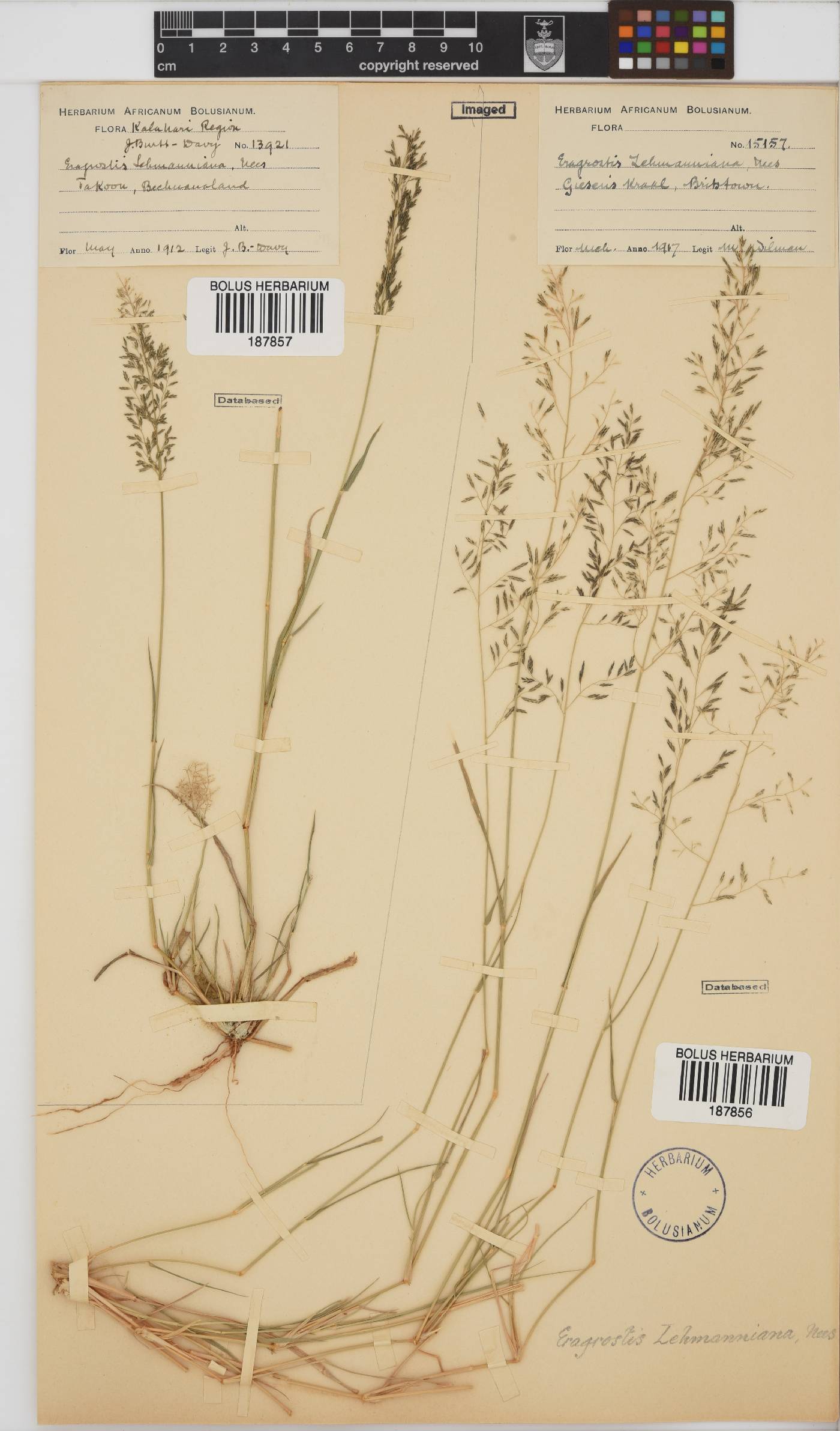 Eragrostis lehmanniana image