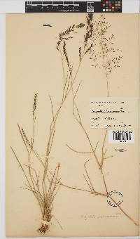 Eragrostis lehmanniana image