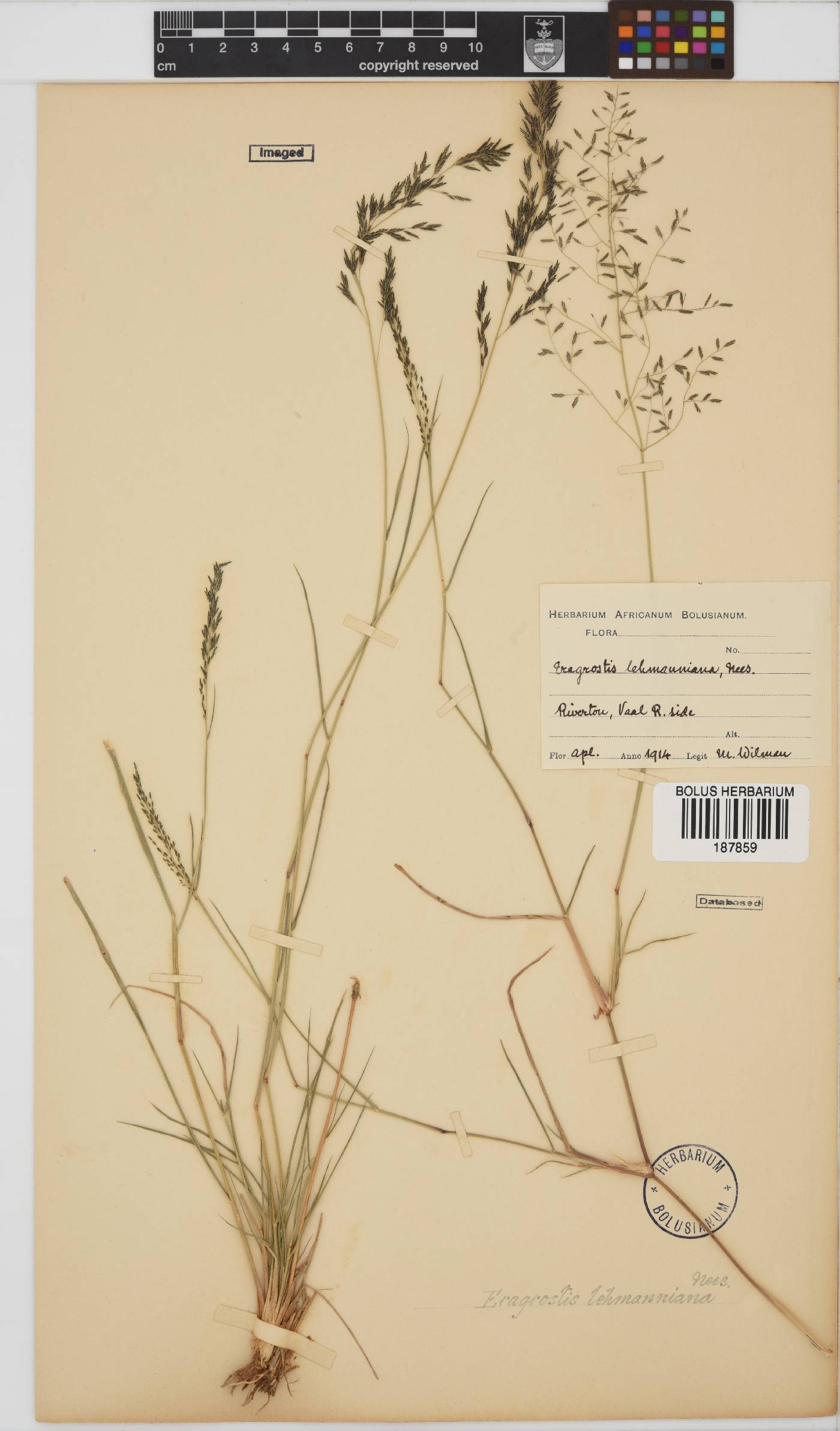 Eragrostis lehmanniana image