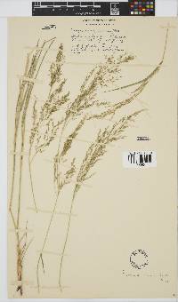 Eragrostis lehmanniana image