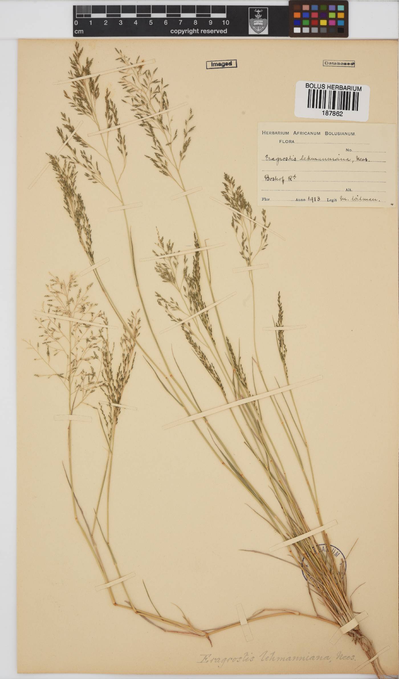 Eragrostis lehmanniana image