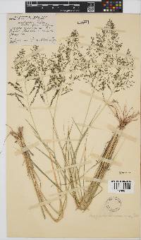 Eragrostis lehmanniana image