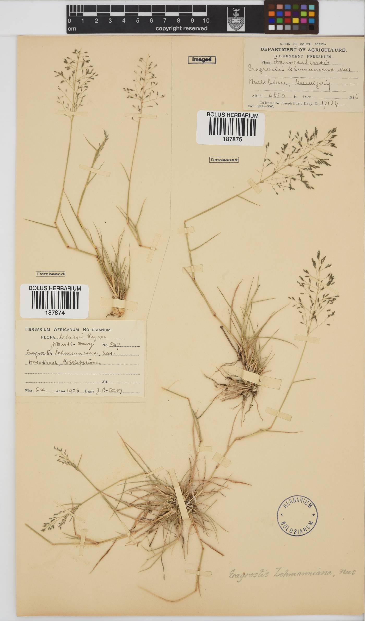 Eragrostis lehmanniana image