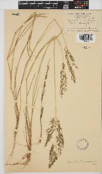 Eragrostis lehmanniana image