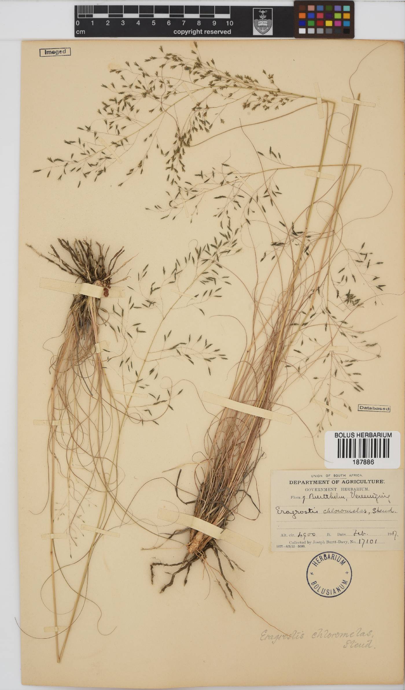 Eragrostis image