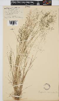 Eragrostis chloromelas image