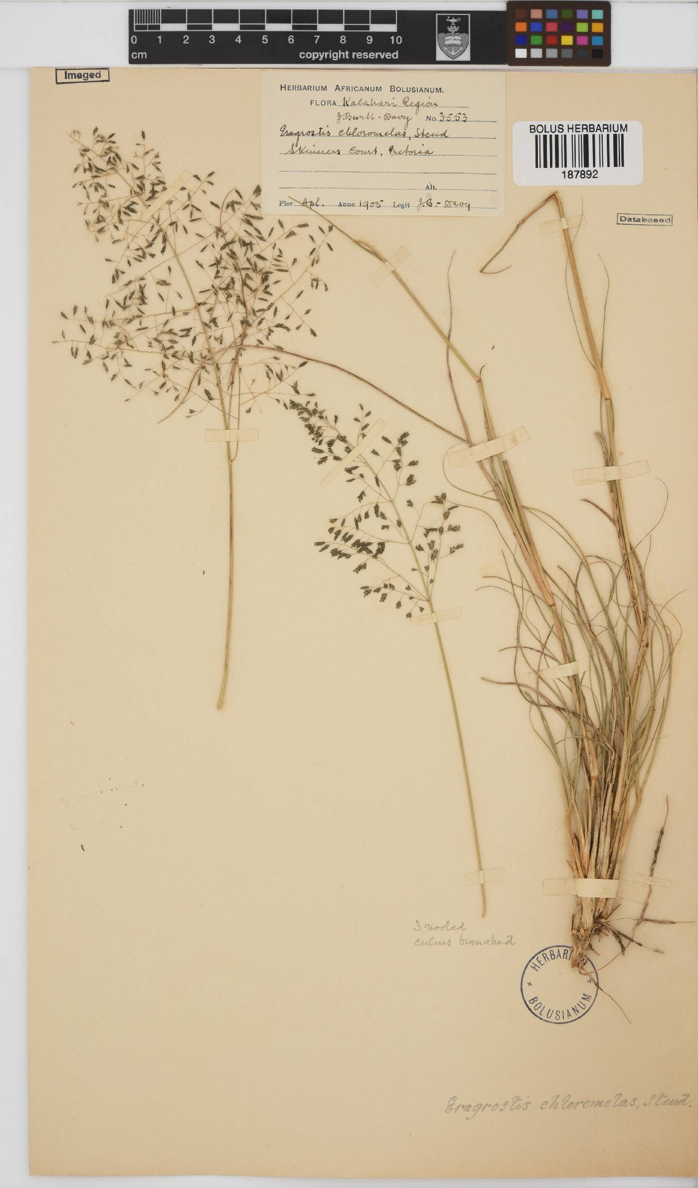 Eragrostis chloromelas image