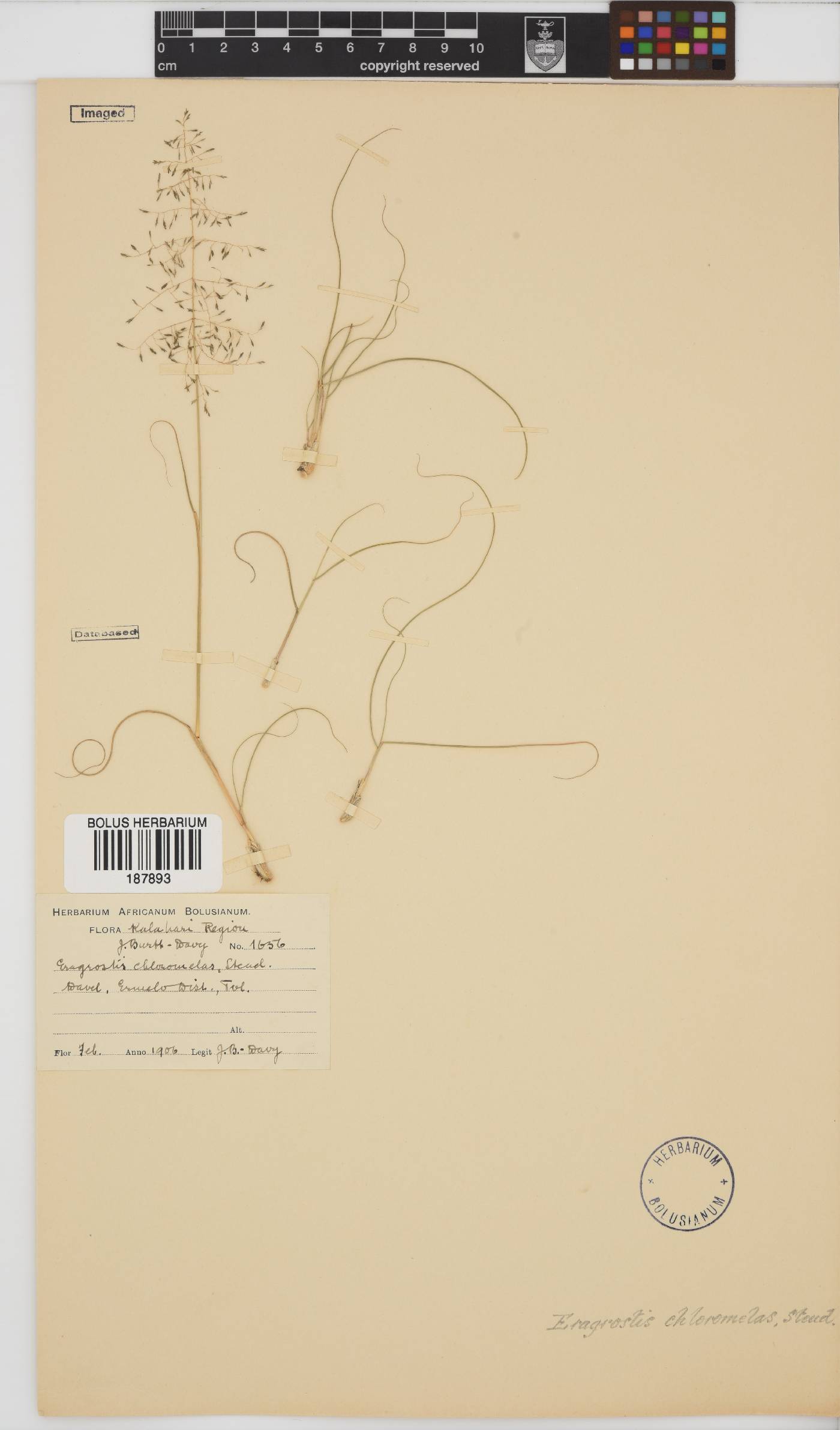Eragrostis chloromelas image
