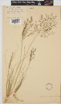 Eragrostis chloromelas image