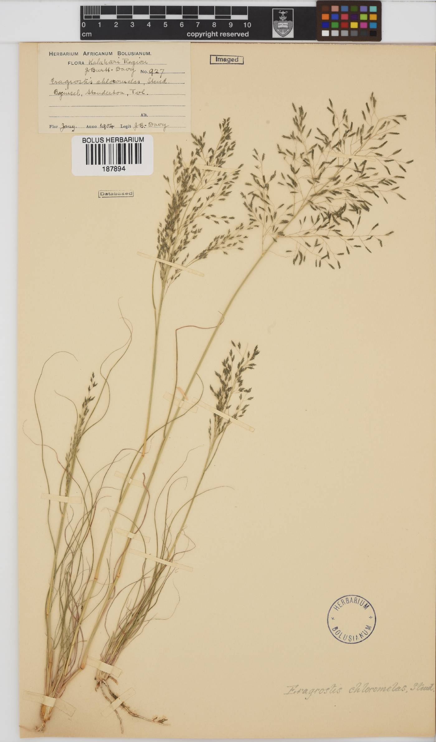 Eragrostis chloromelas image
