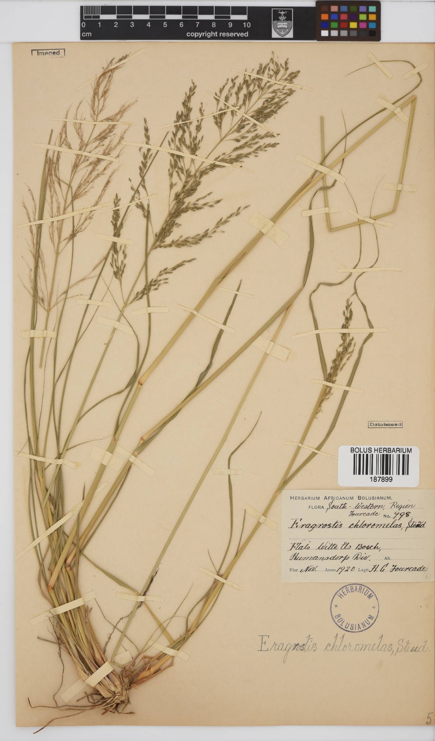 Eragrostis image