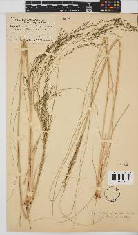 Eragrostis planiculmis image