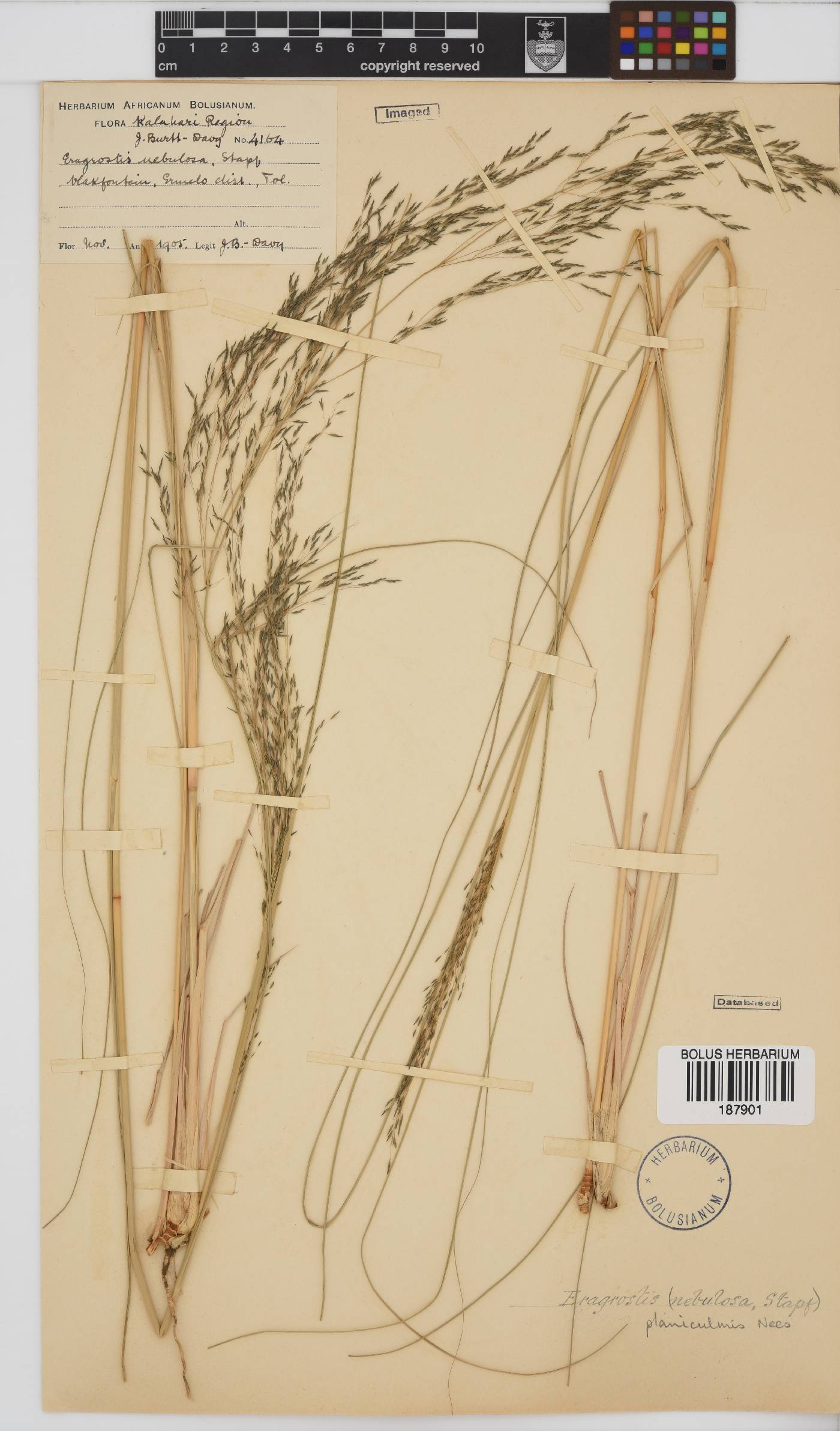 Eragrostis planiculmis image