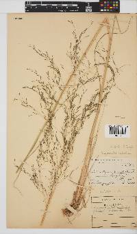 Eragrostis planiculmis image