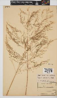 Eragrostis planiculmis image