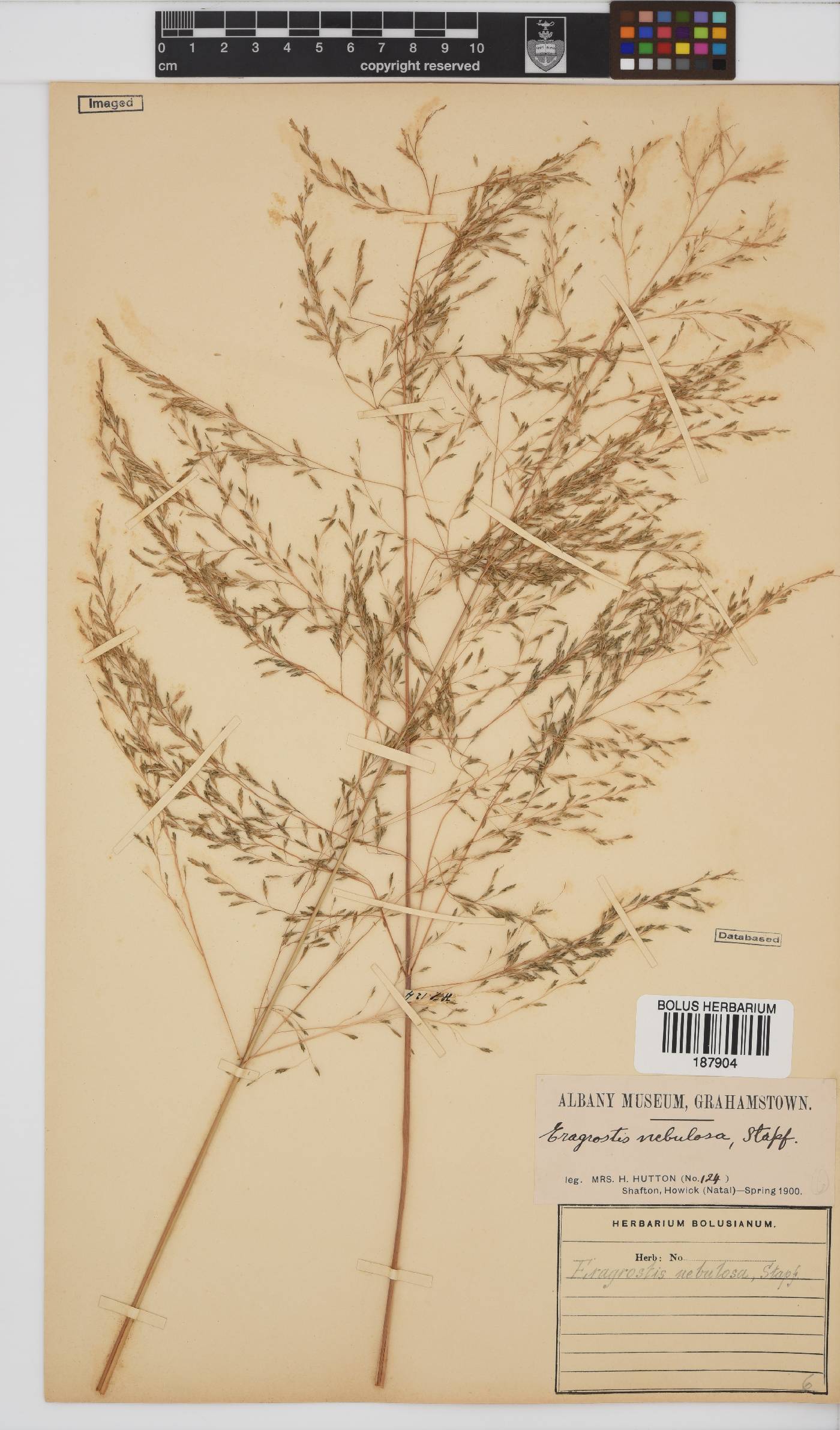 Eragrostis planiculmis image