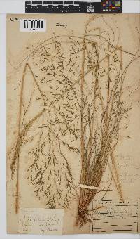 Eragrostis planiculmis image