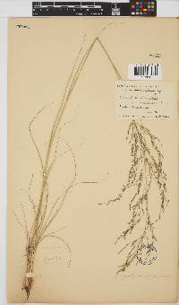 Eragrostis planiculmis image