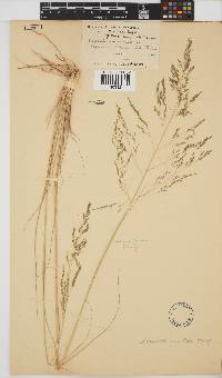 Eragrostis planiculmis image