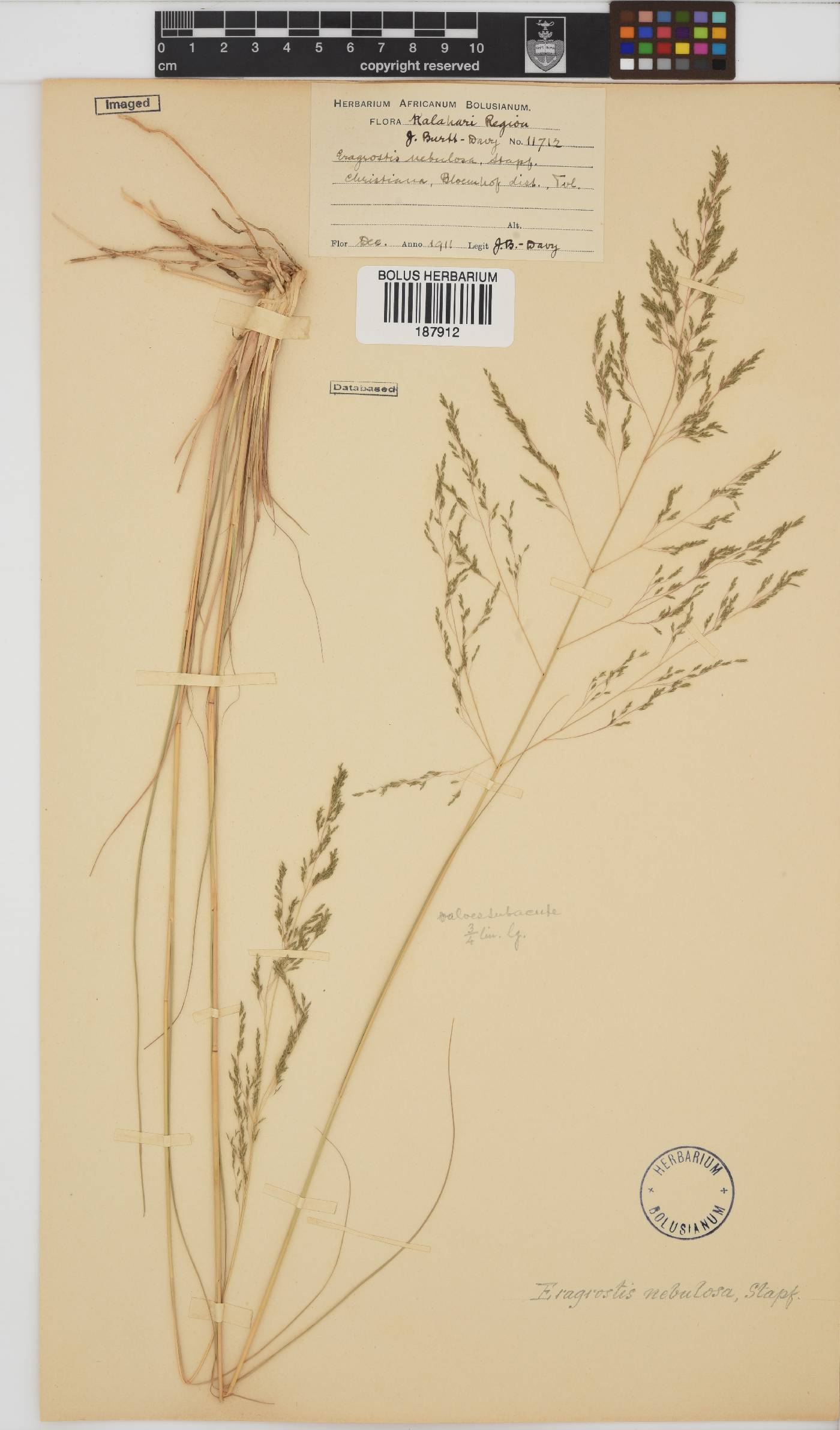 Eragrostis planiculmis image