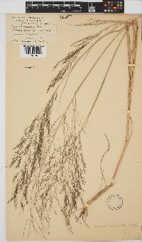 Eragrostis planiculmis image